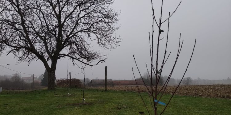 Kako pravilno posaditi voćku i osigurati dugoročan urod: besplatna radionica CONGRUO d.o.o. u Bjelovaru