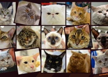 Revijalna izložba mačaka 7. ožujka u Sokolani 2: Bjelovar postaje središte ljubitelja mačaka