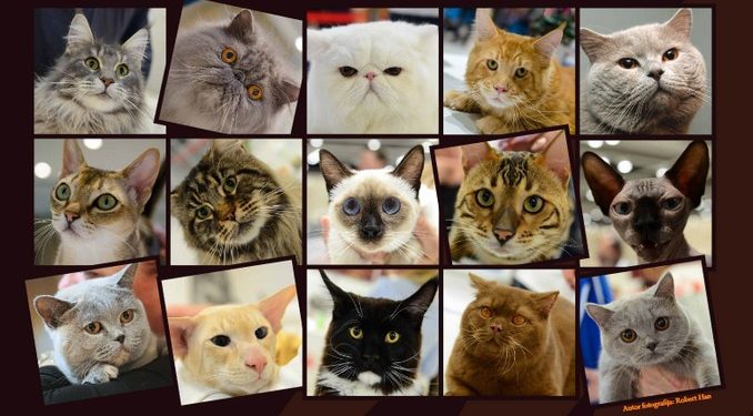 Revijalna izložba mačaka 7. ožujka u Sokolani 2: Bjelovar postaje središte ljubitelja mačaka