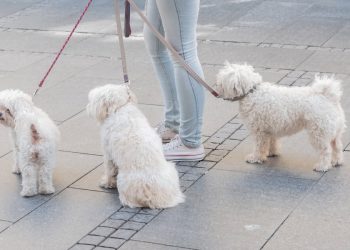 Vlasnici pasa i mačaka mogu do sufinanciranja kastracije, evo tko ima pravo