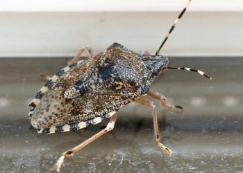 Kreće proljeće, kreće i nova sezona smrdljivih martina, evo što možete učiniti