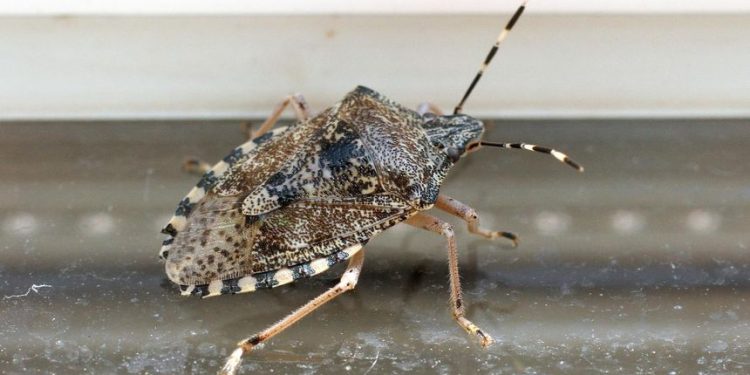 Kreće proljeće, kreće i nova sezona smrdljivih martina, evo što možete učiniti