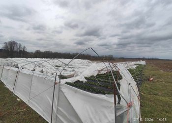 Cijelu noć spašavali plastenike, ujutro ih dočekao šok: Jagode zatrpane folijom i kišom