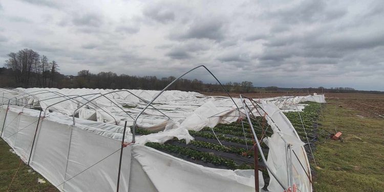 Cijelu noć spašavali plastenike, ujutro ih dočekao šok: Jagode zatrpane folijom i kišom