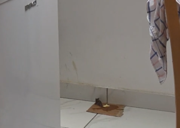 Počinje proljetna deratizacija u četiri naselja