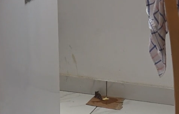 Počinje proljetna deratizacija u četiri naselja