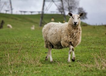 Nakon ličke i paške stiže li uskoro i bilogorska janjetina?