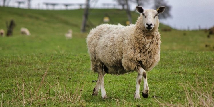 Nakon ličke i paške stiže li uskoro i bilogorska janjetina?