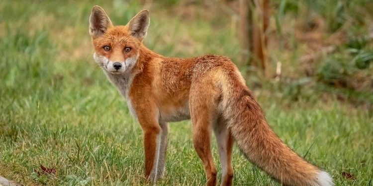 UPOZORENJE U šumama i na poljima ostavljeni “kolačići” – ne dirajte ih!