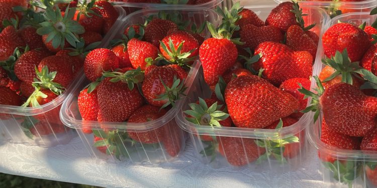 Bjelovarsko korzo ponovno će mirisati na domaće plodove