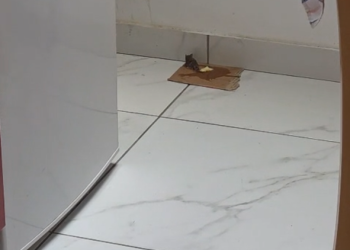 Deratizacija stiže u vaša naselja, evo kada i gdje