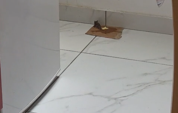 Deratizacija stiže u vaša naselja, evo kada i gdje