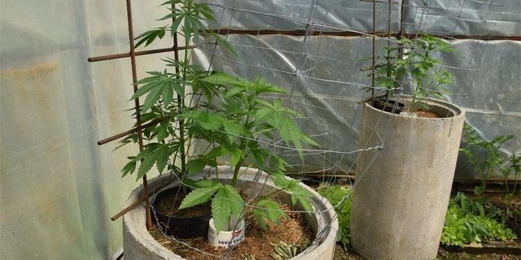 “Vrtlar godine” iz Radničkog naselja pao na ispitu: U plasteniku uzgajao – indijsku konoplju, u kući nađeno još vrsta droge