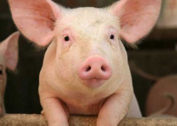 UPOZORENJE: S tržišta se povlači krmna smjesa zbog salmonele