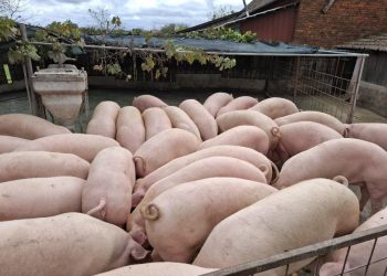 UPOZORENJE: S tržišta se povlači krmna smjesa zbog salmonele