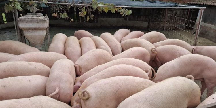 UPOZORENJE: S tržišta se povlači krmna smjesa zbog salmonele