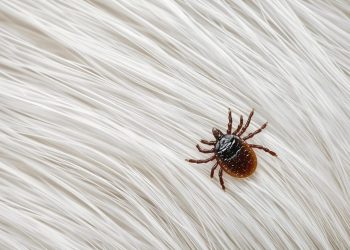 Zavod za javno zdravstvo BBŽ upozorava: Krpelji su ponovno aktivni, zaštitite se na vrijeme