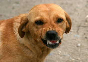 Pet pasa napalo muškarca u Pavlovcu: Završio s ozljedama ruke i noge
