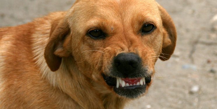 Pet pasa napalo muškarca u Pavlovcu: Završio s ozljedama ruke i noge