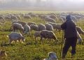 Kuga ugasila ovčarstvo: Usmrćeno 1.706 ovaca, promet stao, mlijeko se ne smije prodavati