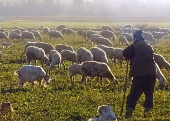Kuga ugasila ovčarstvo: Usmrćeno 1.706 ovaca, promet stao, mlijeko se ne smije prodavati