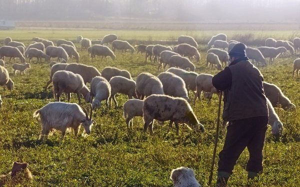 Kuga ugasila ovčarstvo: Usmrćeno 1.706 ovaca, promet stao, mlijeko se ne smije prodavati