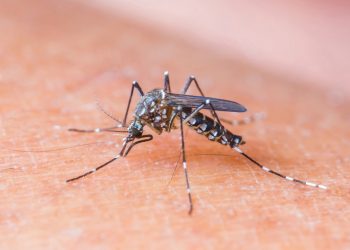 Virus Zapadnog Nila ponovno u Hrvatskoj: Kako se zaštititi od komaraca i što građani mogu učiniti?