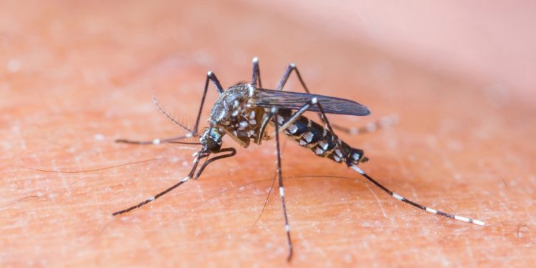 Virus Zapadnog Nila ponovno u Hrvatskoj: Kako se zaštititi od komaraca i što građani mogu učiniti?