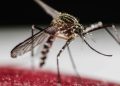 Virus Zapadnog Nila potvrđen u Zagorju: poznato gdje su zaraženi