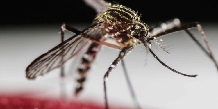 Virus Zapadnog Nila potvrđen u Zagorju: poznato gdje su zaraženi