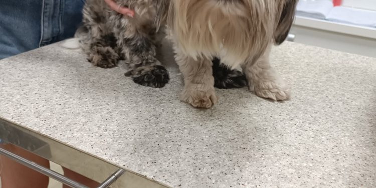 DVIJE KUJICE OSTAVLJENE NA UŽARENOM PARKIRALIŠTU: Veterinari traže „zaboravnog“ vlasnika