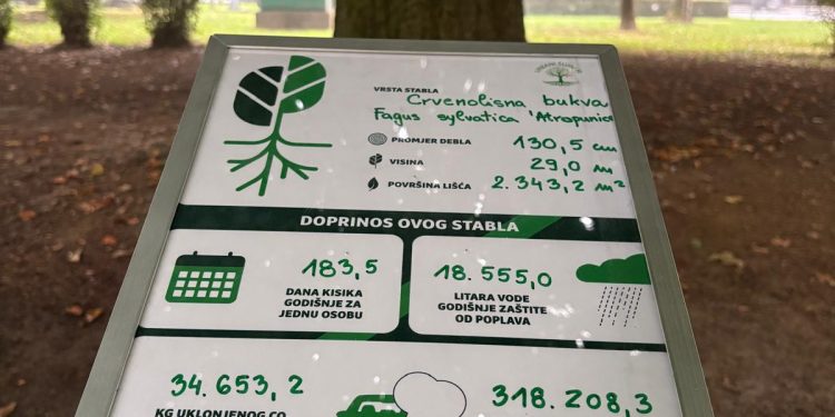Jeste li znali koliko jedno veliko stablo vrijedi? Bjelovarska crvenolisna bukva sada otkriva svoje „skrivene“ dobrobiti