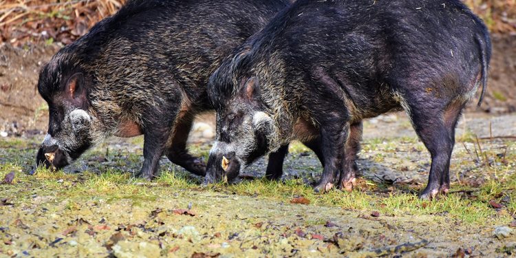 Tko će platiti štetu od divljači? Poljoprivrednici i lovci u sve oštrijoj raspravi