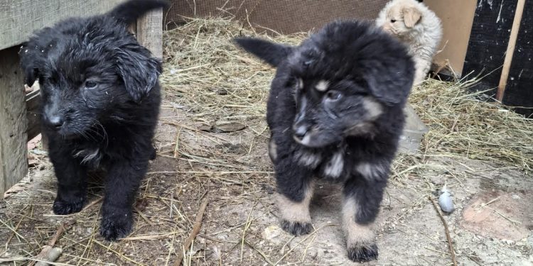 Četiri napuštena šteneta hitno traže dom! Općina Kapela uputila apel građanima: „Pomozite nam da ne završe u skloništu!”